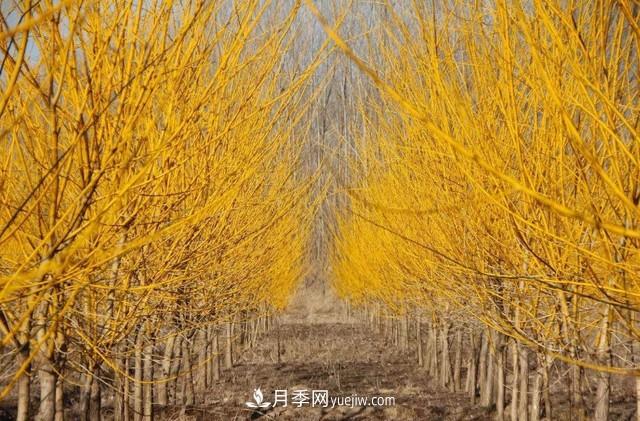 苗木人還有什么新路線可以走？(圖2)
