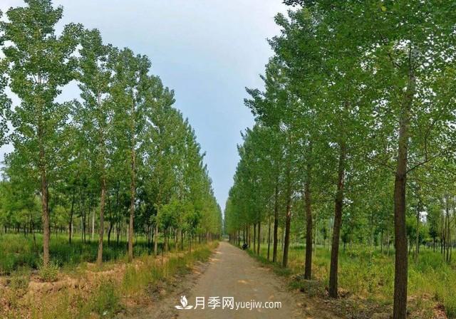 苗木人還有什么新路線可以走？(圖3)