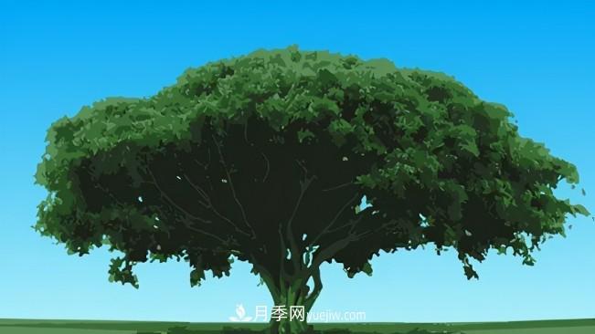 三個方法，教你給苗木擴(kuò)冠(圖1)