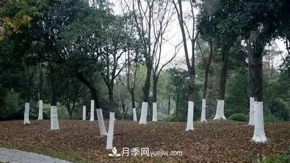 樹木涂白用途側(cè)重點不同，配方也不同(圖1)