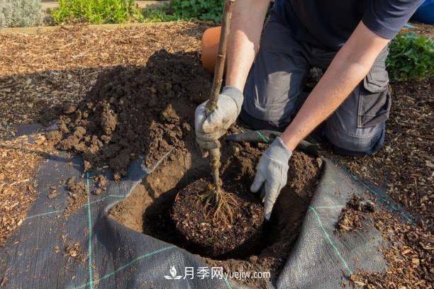 警惕！苗木交易中的常見騙術(shù)(圖1)