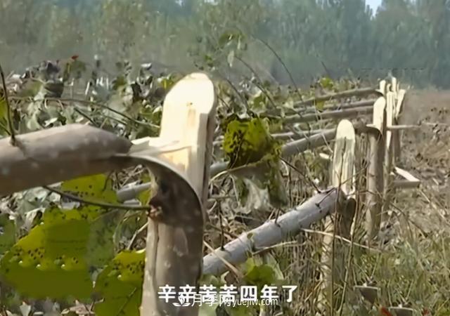 苗木如何防盜？(圖1)