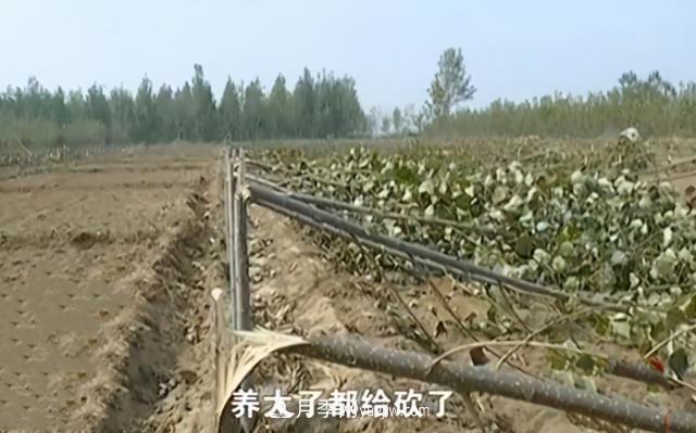 苗木如何防盜？(圖2)