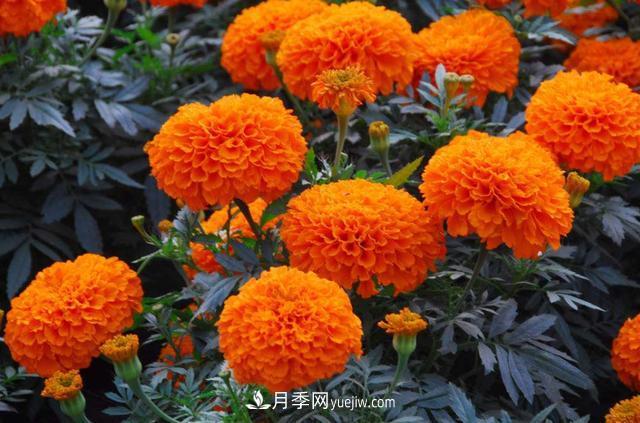 為啥這些花能脫穎而出，成為國慶花壇里的主流(圖2)