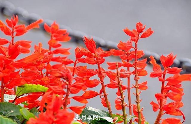 為啥這些花能脫穎而出，成為國慶花壇里的主流(圖5)