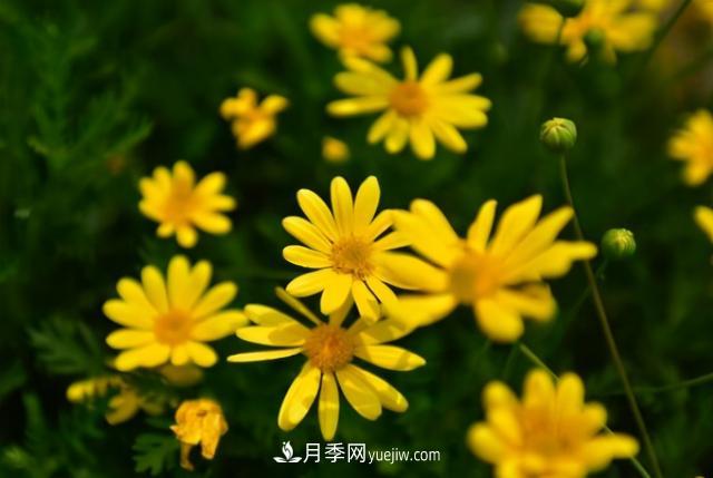 為啥這些花能脫穎而出，成為國慶花壇里的主流(圖4)