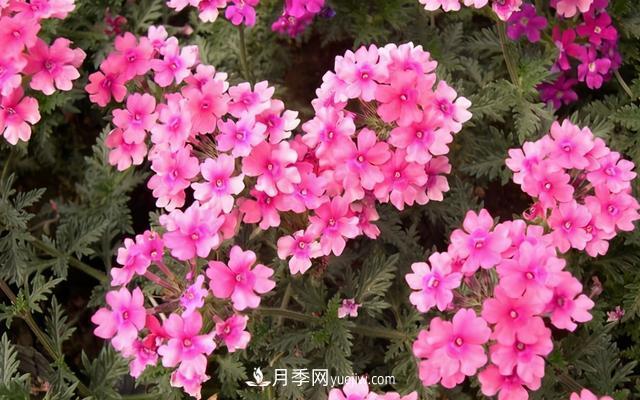 為啥這些花能脫穎而出，成為國慶花壇里的主流(圖6)