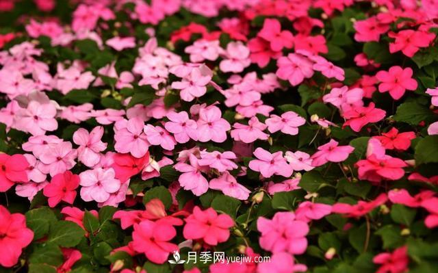 為啥這些花能脫穎而出，成為國慶花壇里的主流(圖8)
