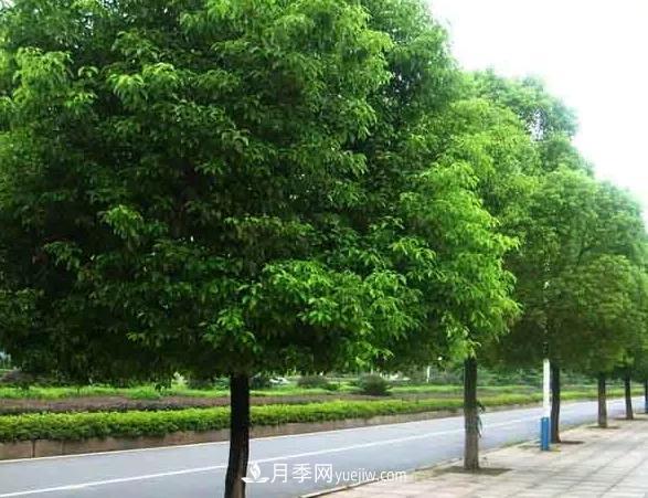 種植南陽香樟的效益為何越來越好？(圖1)