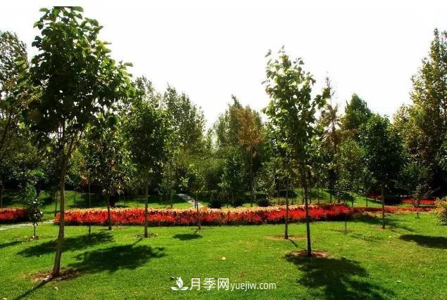 園林苗木移栽，怎樣才能更好生根？(圖2)