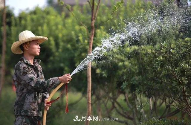 20條可以指導苗木花卉移植的諺語(圖3)