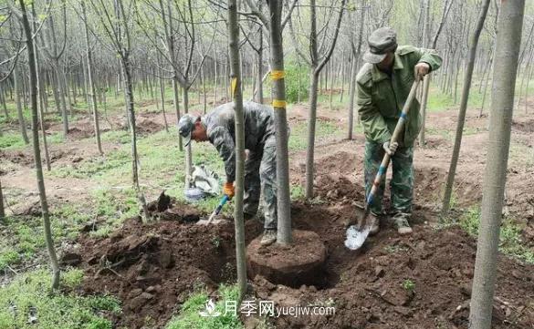 20條可以指導苗木花卉移植的諺語(圖1)