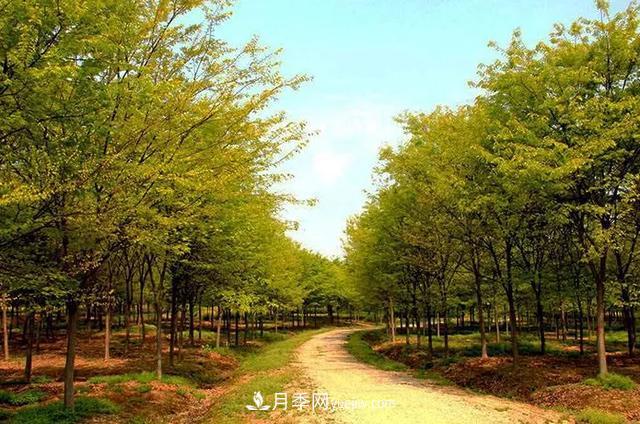 河南櫸樹，憑什么這么火？(圖1)