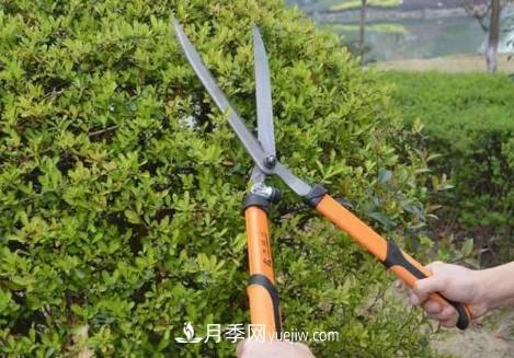 9月園林花木養(yǎng)護(hù)工作要點(diǎn)(圖2)