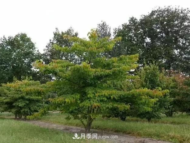 叢生苗木走俏，被稱(chēng)為去庫(kù)存利器(圖1)