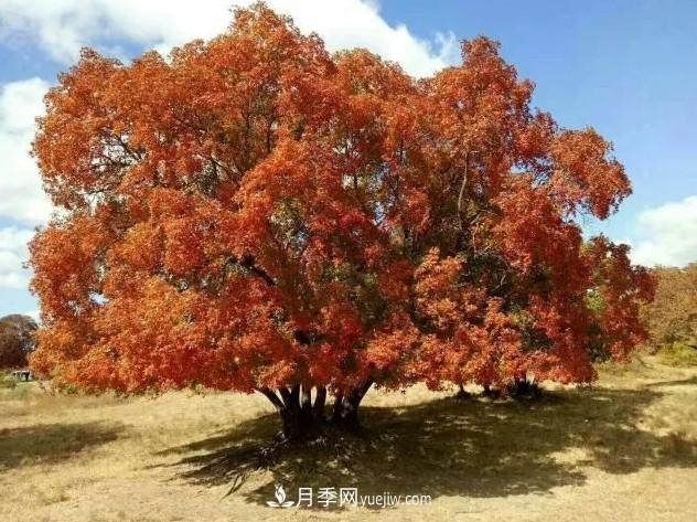 叢生苗木走俏，被稱(chēng)為去庫(kù)存利器(圖2)