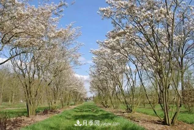 叢生苗木走俏，被稱(chēng)為去庫(kù)存利器(圖3)