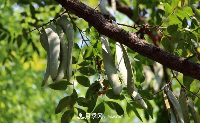 全身都是寶的南陽皂角樹，如今是優(yōu)良鄉(xiāng)土樹種(圖2)
