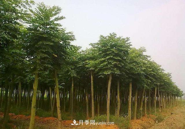 全身都是寶的南陽皂角樹，如今是優(yōu)良鄉(xiāng)土樹種(圖3)