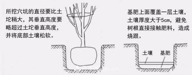 要想苗木長(zhǎng)得好，挖好樹穴很重要！標(biāo)準(zhǔn)種植穴(圖3)