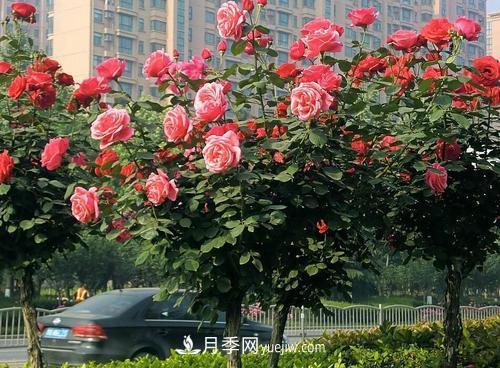 常規(guī)的月季樹多少錢一棵？(圖1)