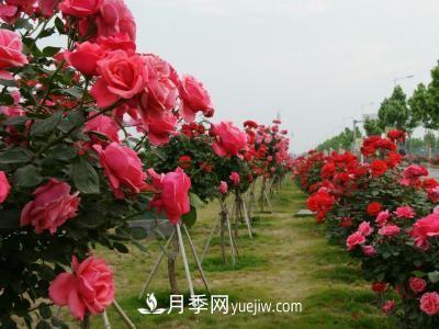 常規(guī)的月季樹多少錢一棵？(圖2)