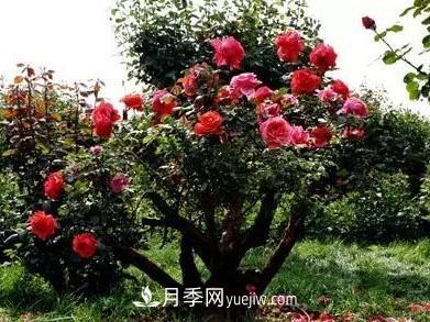常規(guī)的月季樹多少錢一棵？(圖3)