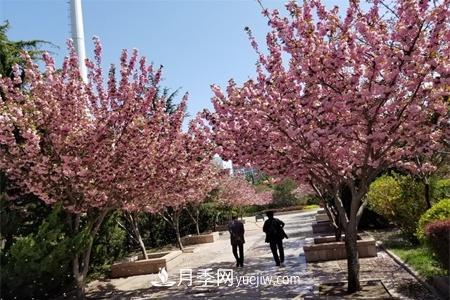 淮安適合養(yǎng)什么花，市花和市樹是什么(圖1)
