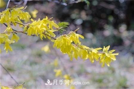 淮安適合養(yǎng)什么花，市花和市樹是什么(圖3)