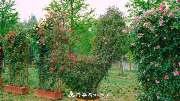 淮安市花月季為什么這樣“紅”？(圖1)