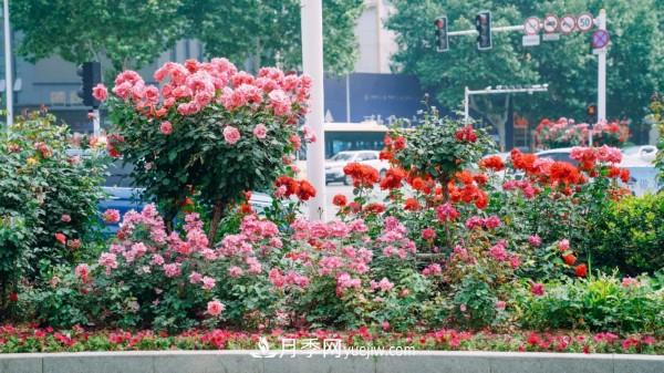 淮安市花月季為什么這樣“紅”？(圖3)