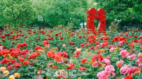 淮安市花月季為什么這樣“紅”？(圖5)
