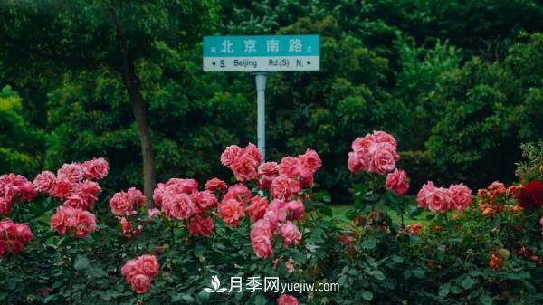 淮安市花月季為什么這樣“紅”？(圖4)