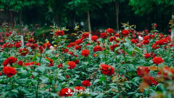 淮安市花月季為什么這樣“紅”？(圖2)