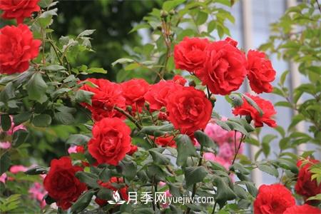 大連適合養(yǎng)月季，市花和市樹(shù)是什么(圖1)