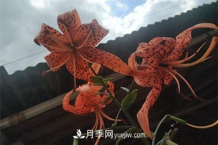 伊春適合養(yǎng)月季，市花和市樹是什么(圖1)
