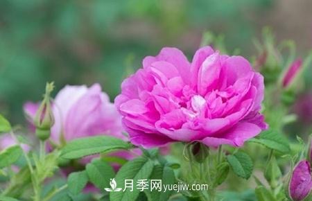 沈陽適合養(yǎng)月季花，市花和市樹是什么(圖1)