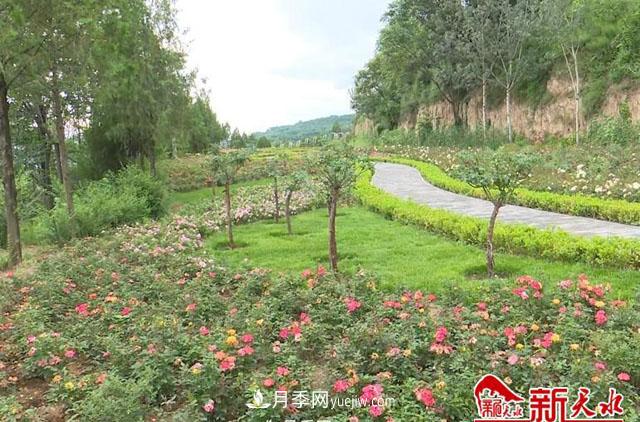 天水適合養(yǎng)月季，市花和市樹是什么(圖1)