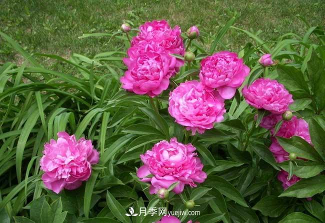 洛陽牡丹花的特點是什么？(圖1)