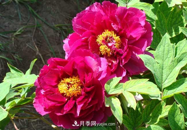 洛陽牡丹花的特點是什么？(圖2)