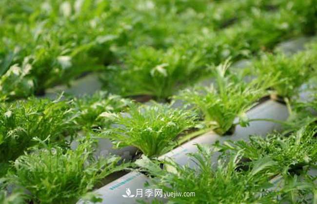 常見的無(wú)土栽培的花卉植物有哪些？(圖1)