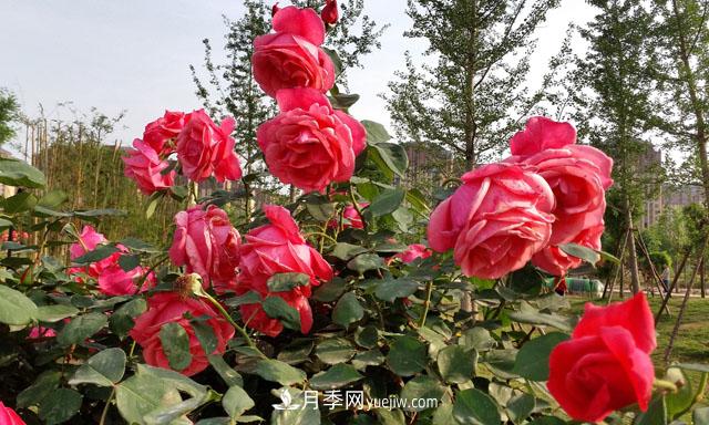 南陽(yáng)：滿城綠色半城水 月季之都美名揚(yáng)(圖1)