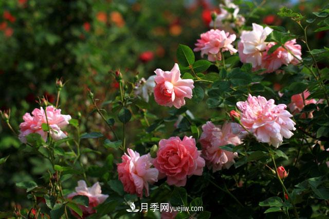 南陽(yáng)：滿城綠色半城水 月季之都美名揚(yáng)(圖2)