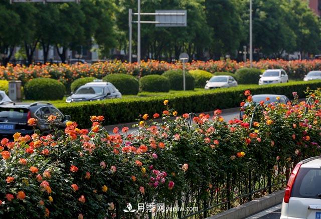 道路樹狀月季，行道月季樹(圖1)