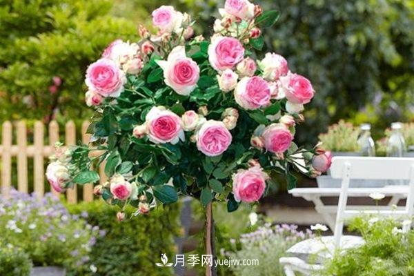 ***美藤本月季品種龍沙寶石，打造景區(qū)花墻(圖1)