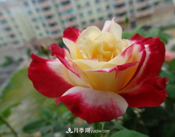 盆栽大花月季什么時(shí)間修剪比較好？(圖1)