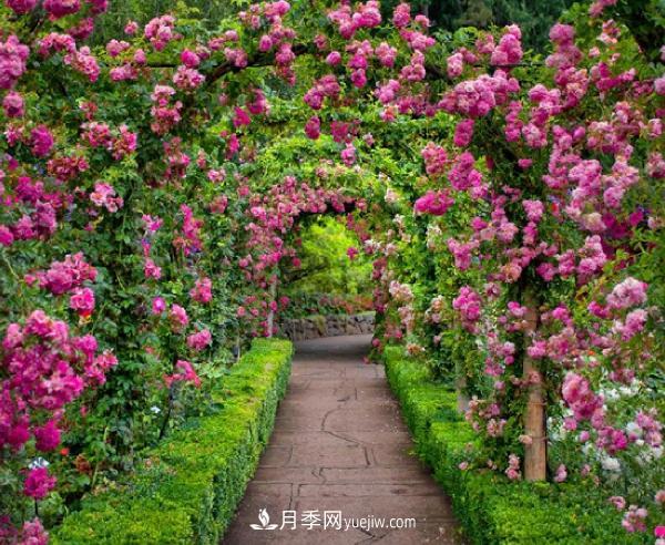 藤本月季該如何種植？多久可以長(zhǎng)成月季花墻？(圖1)