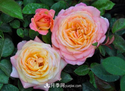大花月季的施肥管理要點(diǎn)是什么？(圖1)