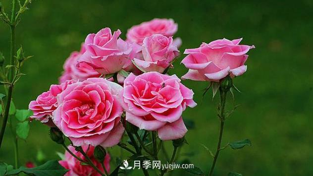 中國(guó)月季（國(guó)月）的魅力，南陽(yáng)是中國(guó)月季核心原產(chǎn)地(圖1)