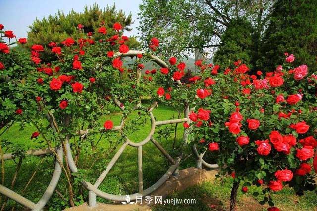 種植大花樹狀月季為什么要剪掉盲枝？(圖1)